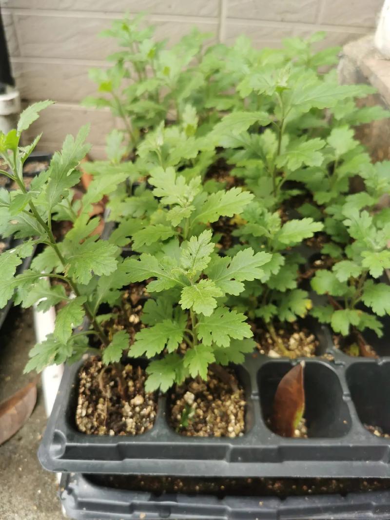 越冬与越夏管理