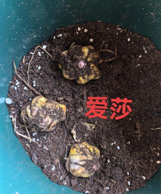 百合种球怎么栽种？一份详细的关键步骤指南