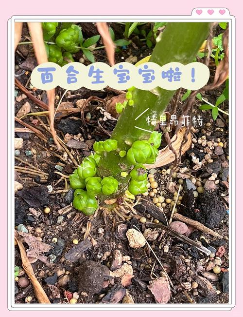 百合种球怎么栽种?一份详细的关键步骤指南 六、缓苗管理(生根期)