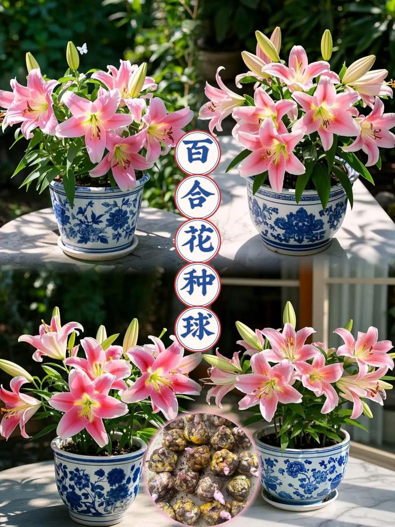 百合种球怎么栽种?一份详细的关键步骤指南 五、浇定根水