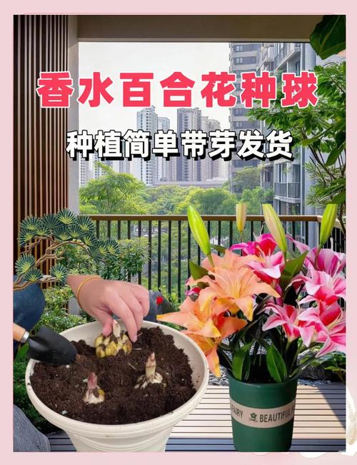 百合种球怎么栽种?一份详细的关键步骤指南 七、成活注意事项与后续管理