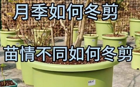 月季花冬天如何过冬——南北差异与精准养护指南
