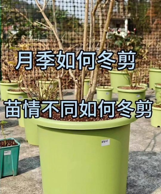 月季花冬天如何过冬——南北差异与精准养护指南