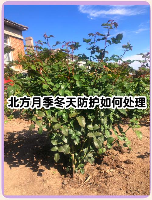 月季花冬天如何过冬——南北差异与精准养护指南 越冬与越夏管理(冬季篇,分气候带)