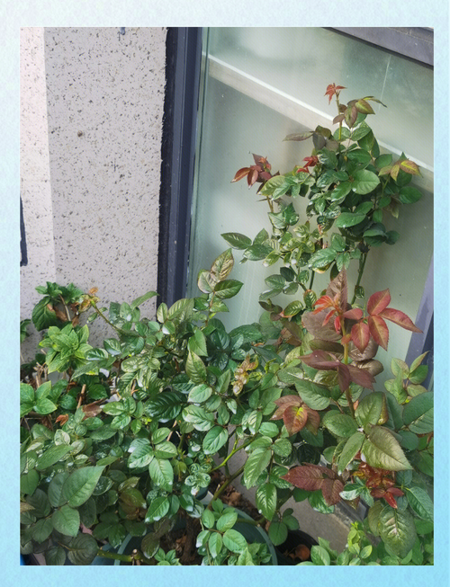 月季花冬天如何过冬——南北差异与精准养护指南 常见误区与纠正