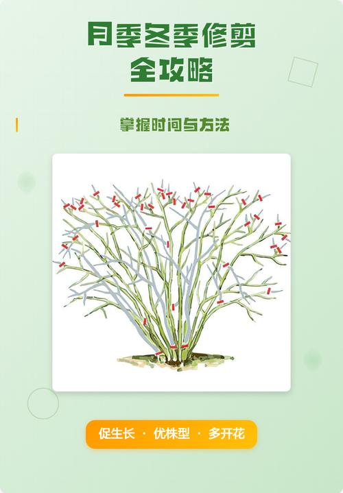月季花冬天如何过冬——南北差异与精准养护指南 FAQ(常见问题)