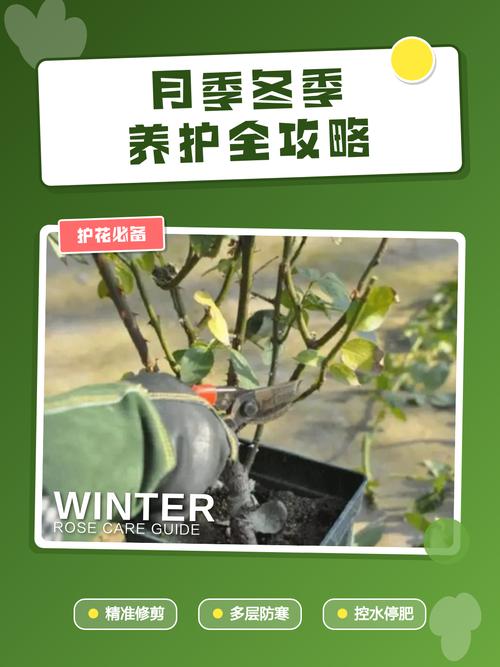 月季花冬天如何过冬——南北差异与精准养护指南 总结