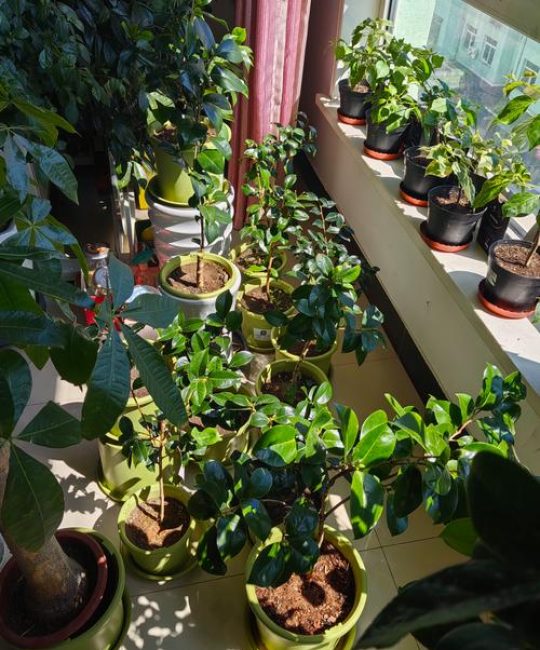 茶花夏天能晒太阳吗？夏季养护全攻略与光照管理指南
