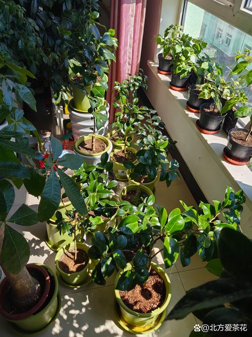 茶花夏天能晒太阳吗?夏季养护全攻略与光照管理指南 茶花夏天能晒太阳吗?夏季养护全攻略与光照管理指南