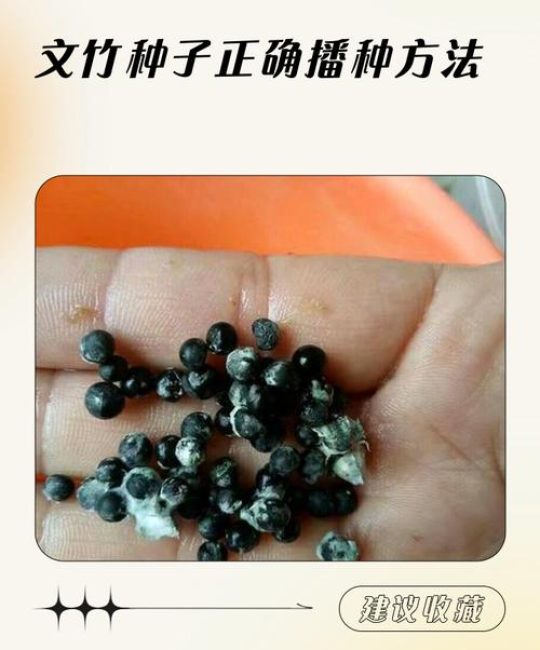 文竹种子播种全流程指南：从选时到出苗的7个实操步骤
