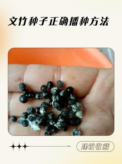 文竹种子播种全流程指南:从选时到出苗的7个实操步骤 文竹种子播种全流程指南:从选时到出苗的7个实操步骤