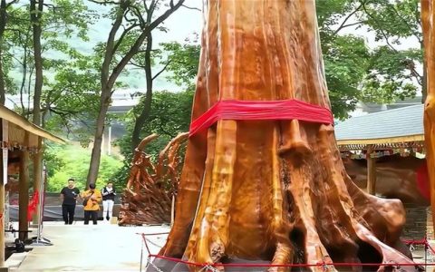 金丝楠木一斤价格是多少？规格、产地、年份影响报价