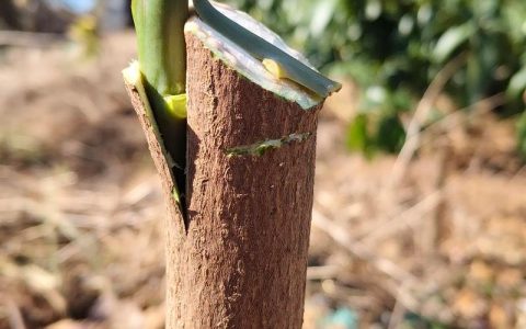 芒果树怎么繁殖？嫁接、播种与压条三种方法详解及成败关键
