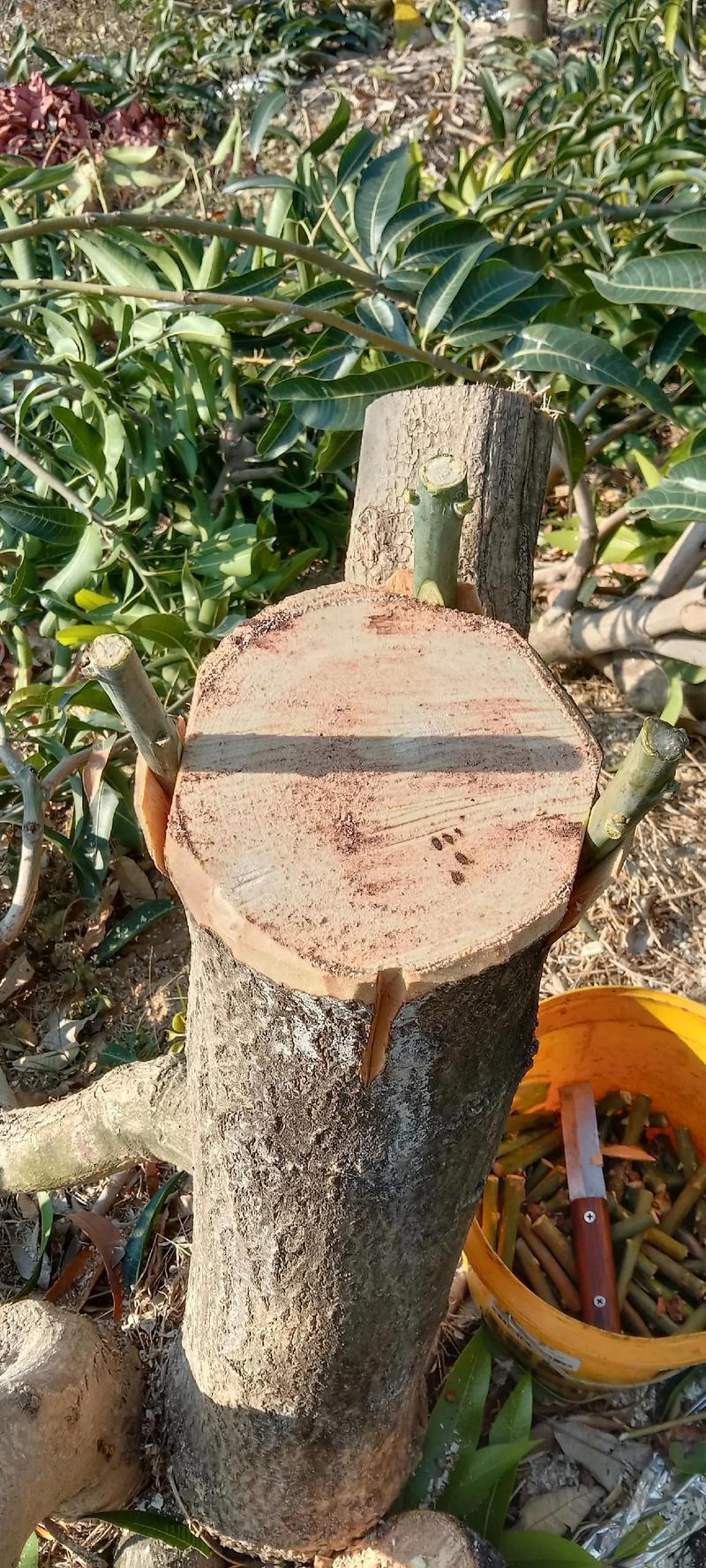 芒果树怎么繁殖?嫁接、播种与压条三种方法详解及成败关键 三、嫁接繁殖:商业种植首选方法