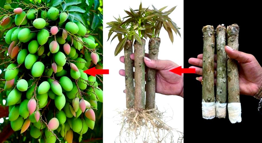 芒果树怎么繁殖?嫁接、播种与压条三种方法详解及成败关键 五、选购嫁接苗的质量判断标准