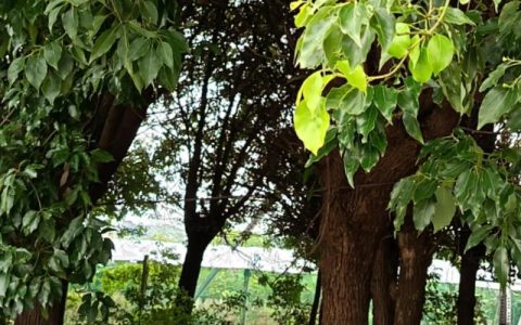 屋后的香樟树可以砍掉吗？合规条件、审批流程与替代方案全解析