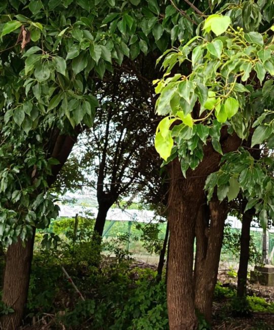 屋后的香樟树可以砍掉吗？合规条件、审批流程与替代方案全解析