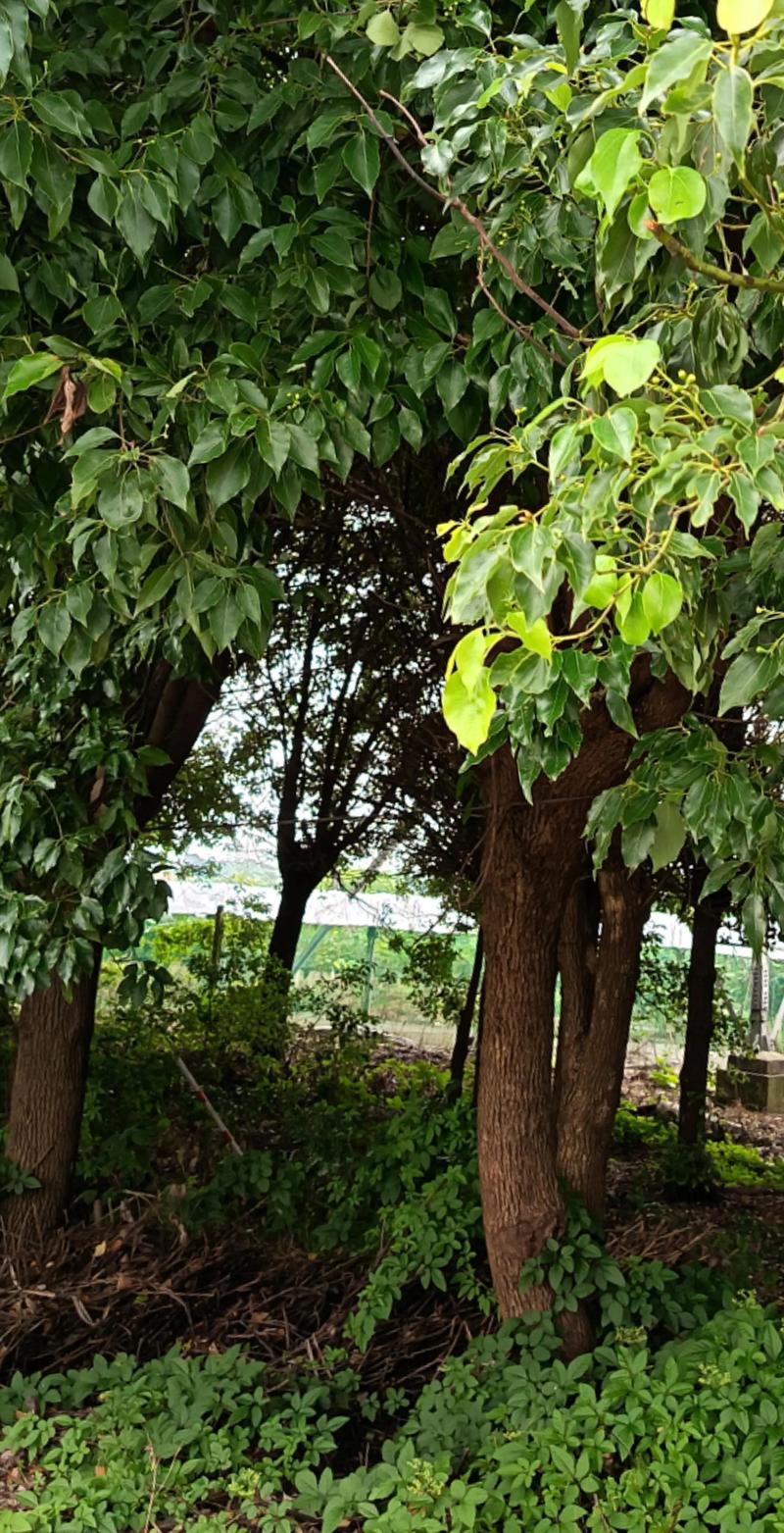 屋后香樟能不能砍，先看三个条件