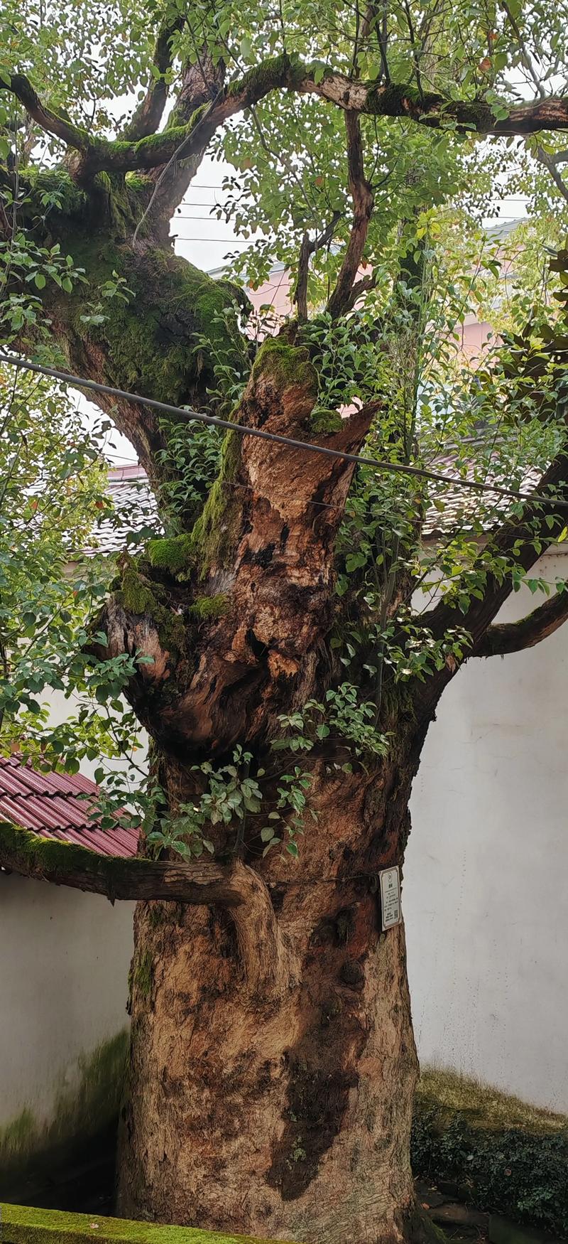 必须报批的砍伐流程