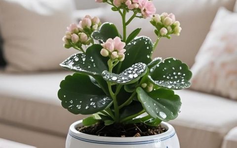 卧室适合种什么盆栽？这3种植物助眠又添绿意，新手也能养好