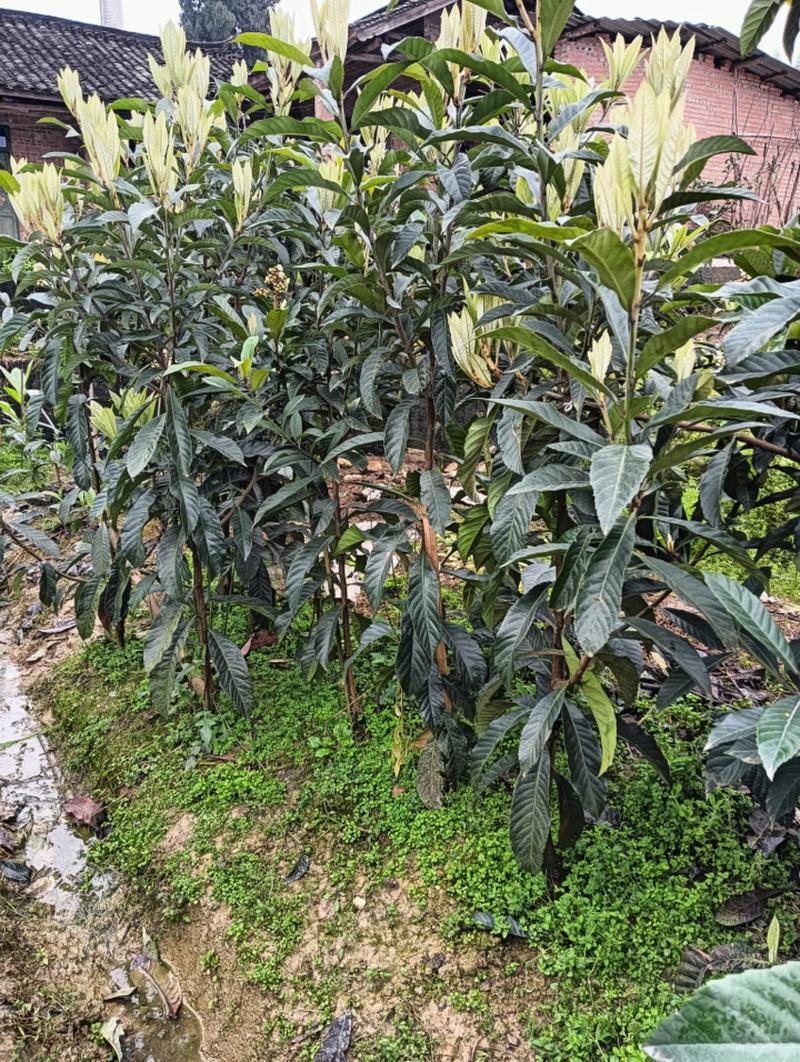 枇杷树开花结果与种植全攻略:从品种选择到优质果苗采购指南 嫁接苗比实生苗早结果2-3年,且果实品质稳定