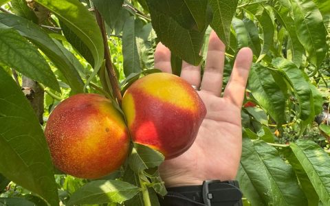中油19号油桃品种介绍：早熟丰产、口感脆甜的优良油桃