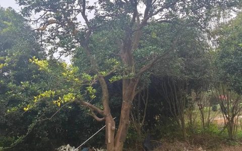香樟树移栽技术指南：从选时到成活的7个关键步骤
