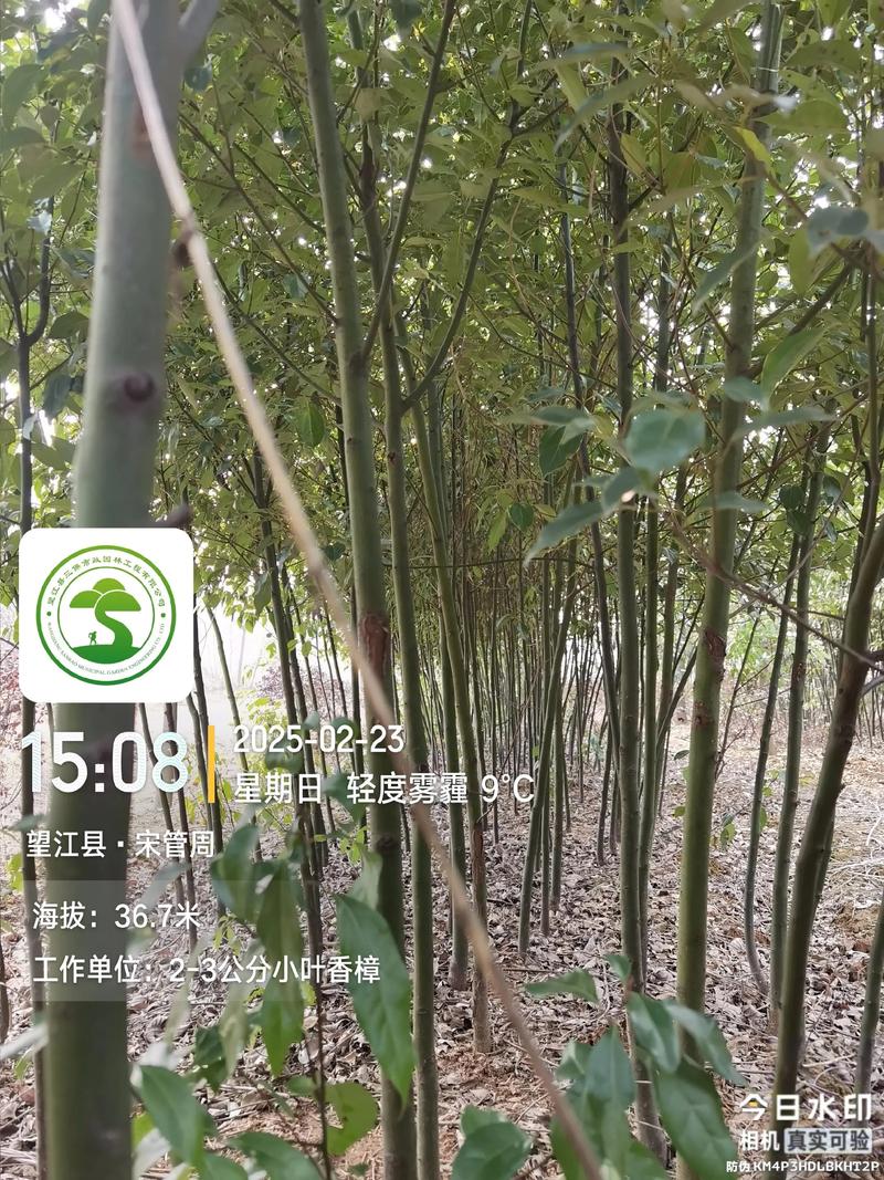 香樟树移栽技术指南:从选时到成活的7个关键步骤 栽植深度