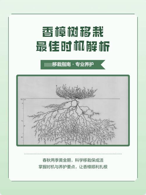 香樟树移栽技术指南:从选时到成活的7个关键步骤 成活后注意事项