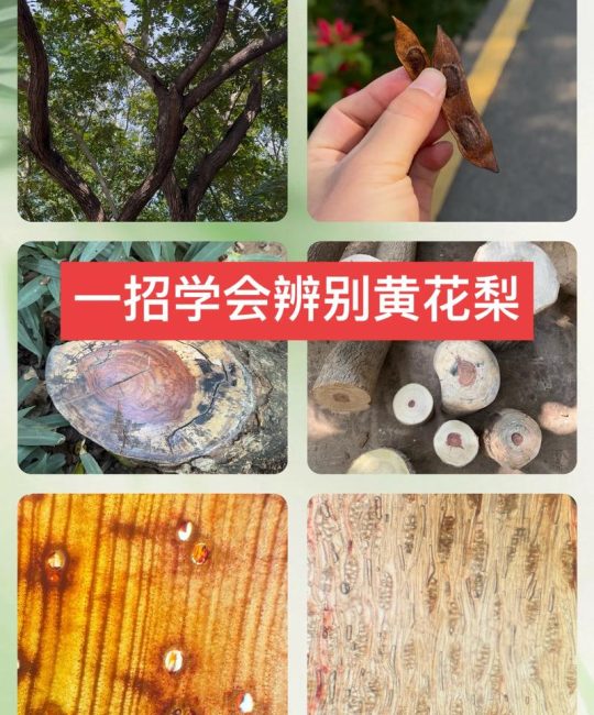 黄花梨木比重是多少？解读这一珍稀木材在园艺中的价值