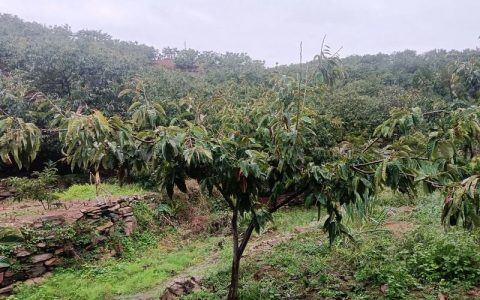 栗子树什么时候剪枝最好？家庭种植修剪时间与管理指南