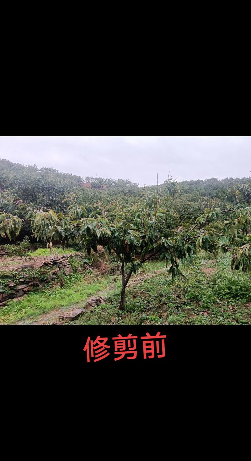 栗子树什么时候剪枝最好？家庭种植修剪时间与管理指南
