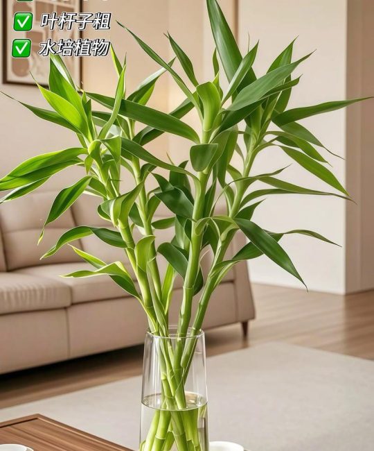 开花的富贵竹怎么养才能更旺盛？超详细养护指南
