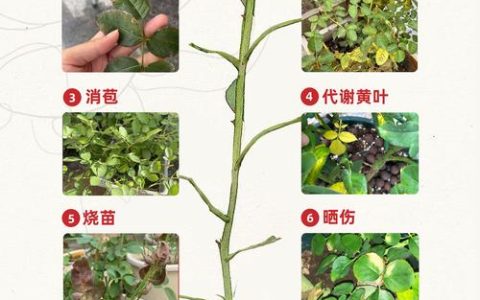 月季可以带上飞机吗？——航空运输与全季节养护实用指南