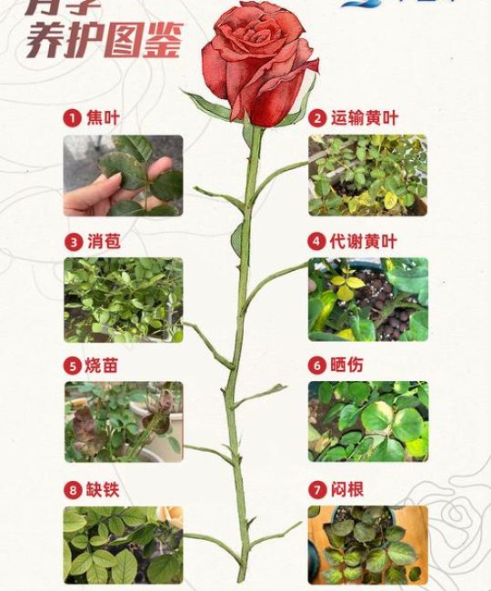 月季可以带上飞机吗？——航空运输与全季节养护实用指南