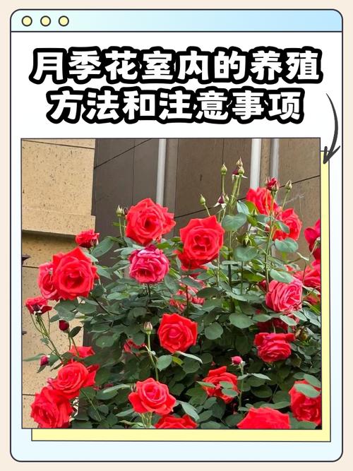 月季可以带上飞机吗?——航空运输与全季节养护实用指南 FAQ