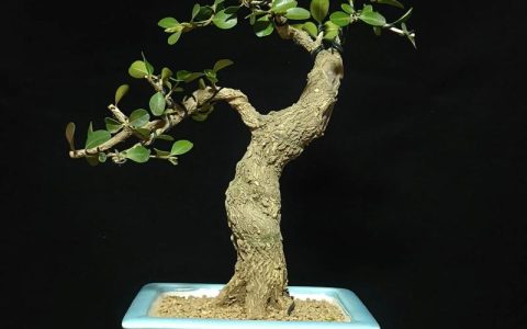 瓜子黄杨开花结果吗？花期、果期与观赏期全解析