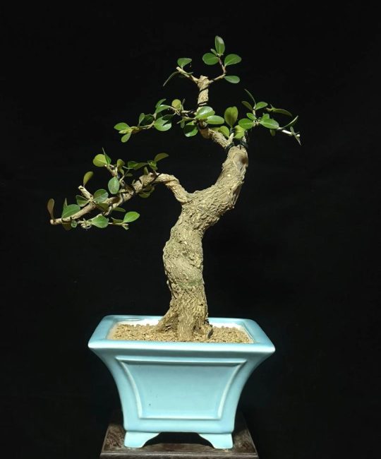 瓜子黄杨开花结果吗？花期、果期与观赏期全解析