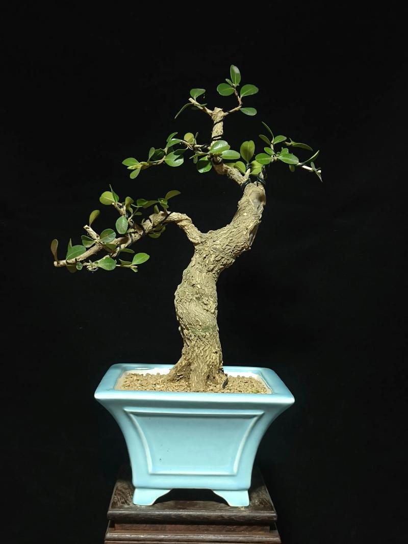瓜子黄杨开花结果吗?花期、果期与观赏期全解析 瓜子黄杨会开花结果,但花果极小,观赏价值不高