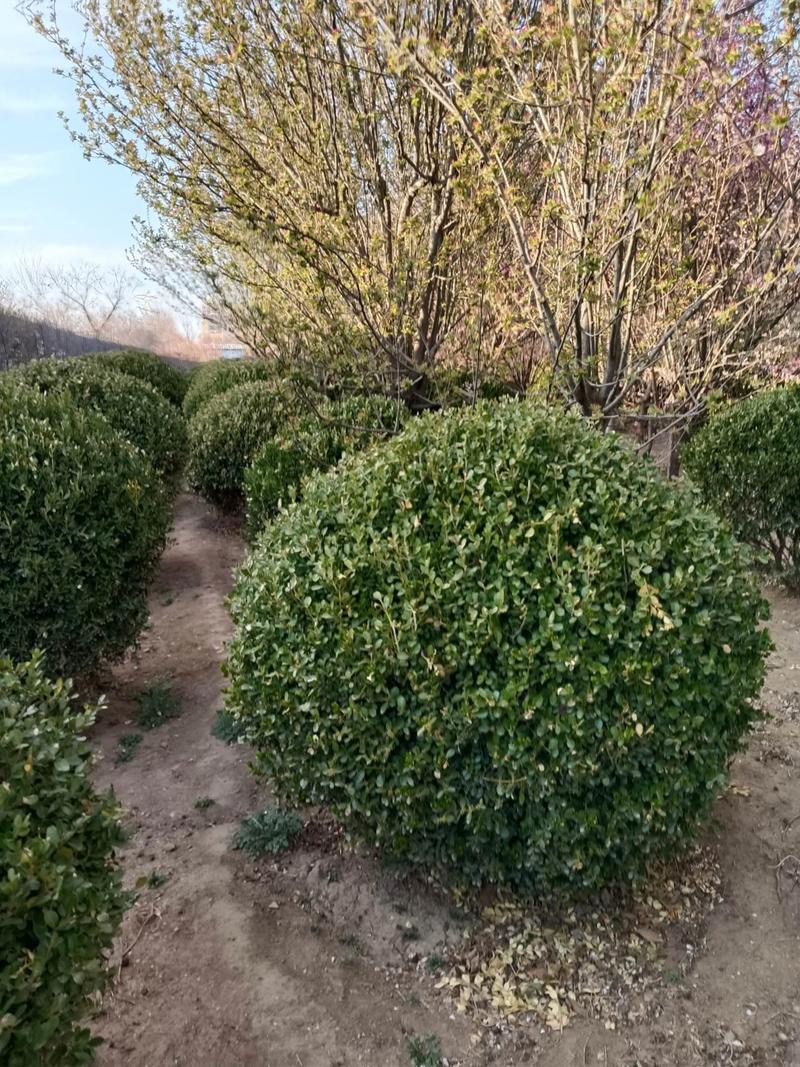 瓜子黄杨开花结果吗?花期、果期与观赏期全解析 促花促果养护步骤