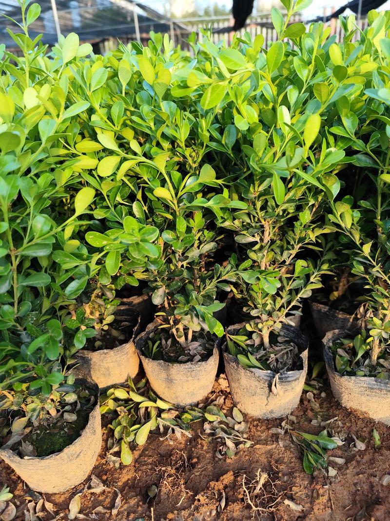 瓜子黄杨开花结果吗?花期、果期与观赏期全解析 FAQ