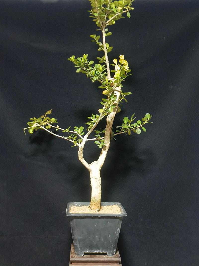 瓜子黄杨开花结果吗?花期、果期与观赏期全解析 总结
