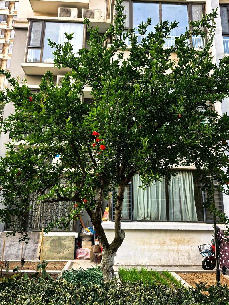 庭院石榴树栽西边:光照充足利于花芽分化,避开午后暴晒更稳妥 采购石榴苗的三重质量检验标准