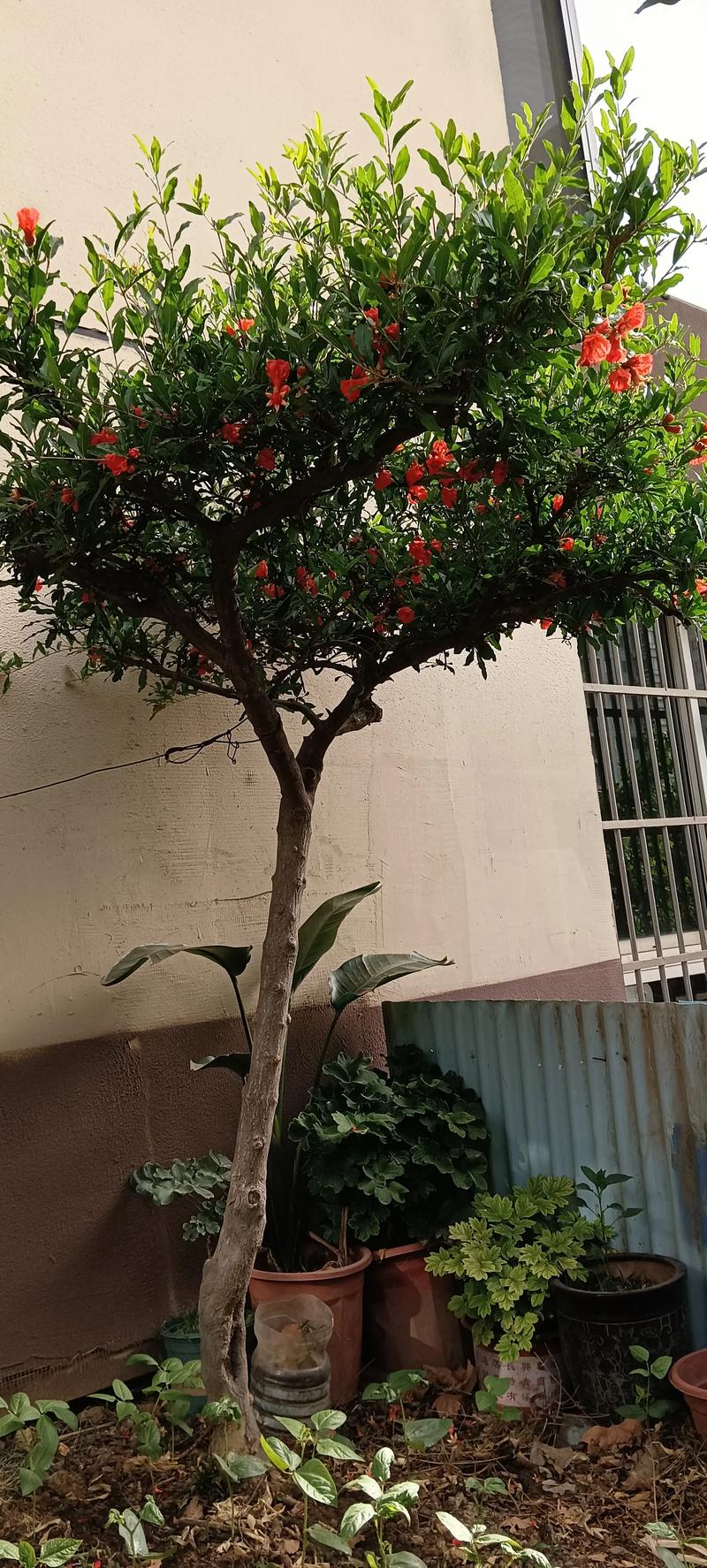 庭院石榴树栽西边:光照充足利于花芽分化,避开午后暴晒更稳妥 常见问题与验证