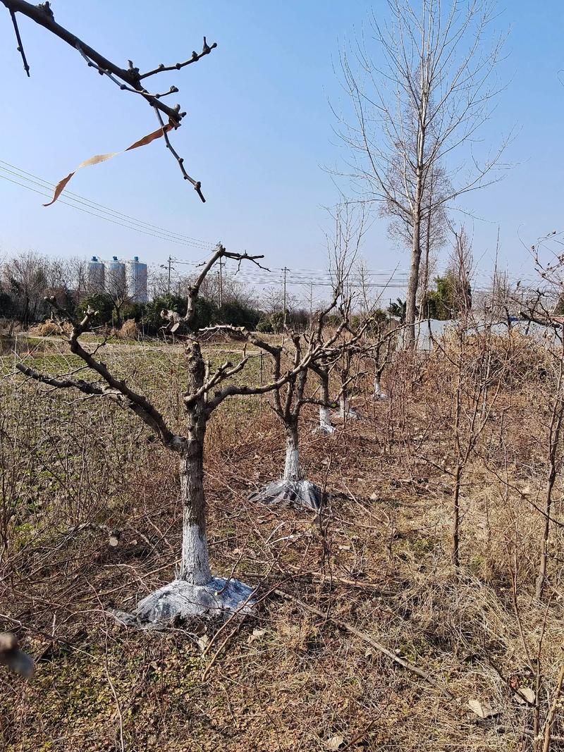 拐枣树修剪全攻略:掌握这些技巧,果实更多树形更好 拐枣树修剪全攻略:掌握这些技巧,果实更多树形更好