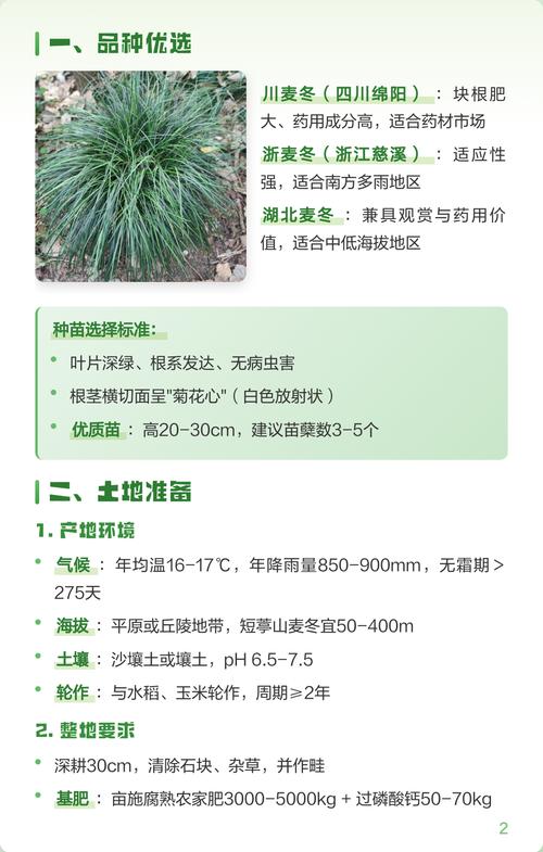 麦冬什么时候种植最为合适?一份可执行的种植技术指南 六、缓苗管理:遮阴保湿7-10天