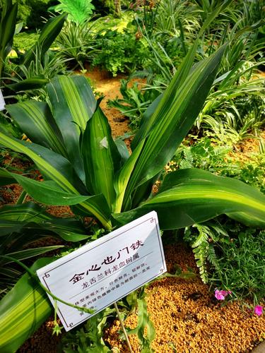 第二步：品种真实性核查