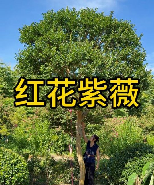 紫薇树的大忌属相与庭院风水种植全攻略
