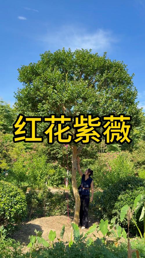 紫薇树的大忌属相与庭院风水种植全攻略 紫薇树的大忌属相与庭院风水种植全攻略
