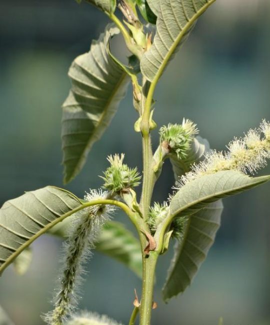 板栗树只开花不结果怎么办？5大核心原因及科学解决方案